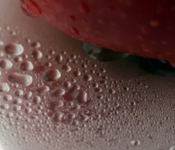 condensation food plant